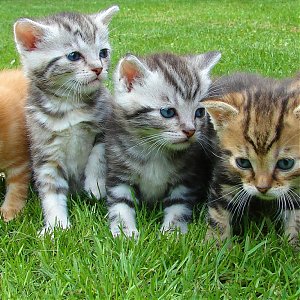 TOP 5 Genetic diseases in cats
