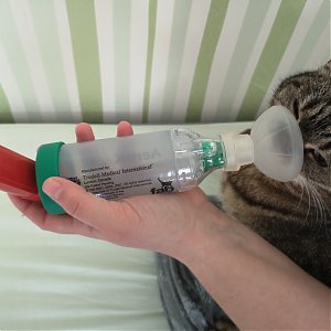 Astma u mačičky Oxany