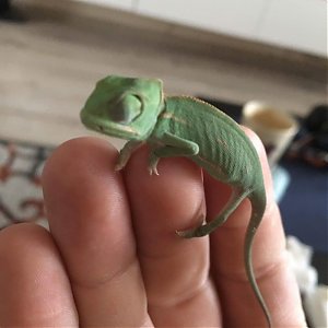 Chameleon breeding