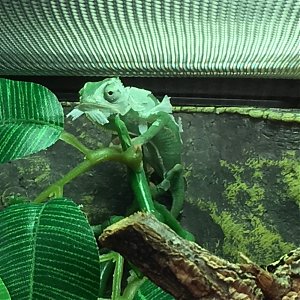 Chameleon breeding