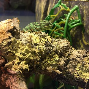 Chameleon breeding