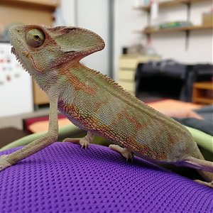 Chameleon breeding