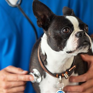 Akú veterinárnu starostlivosť poskytujeme?