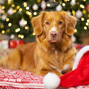 Vianočn&aacute; ponuka: Program prevent&iacute;vnej starostlivosti