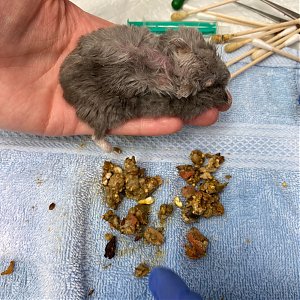 Prípad z kliniky: Škrečok džungarský a priebeh jeho vyšetrenia