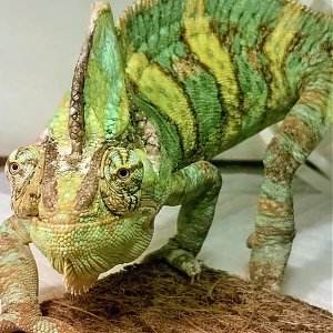 Chameleón Edo a jeho ťažkosti