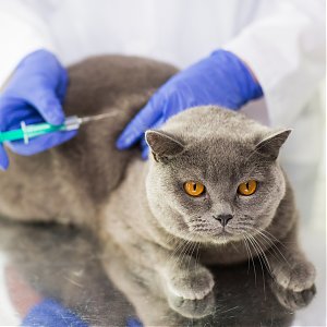 Gingivitis with cats