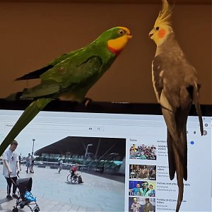 Nástrahy číhajúce doma na papagája