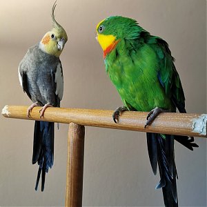 Nástrahy číhajúce doma na Vášho papagája