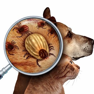 How to protect your best friend from ticks?