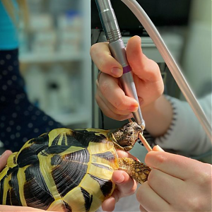 Venujeme sa medicíne exotických a voľne žijúcich zvierat