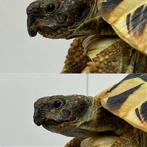 Prerastenie zobáka u korytnačiek