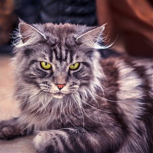 Prevention with geriatric cats