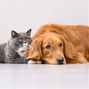 Akciový balíček pre majiteľov psov a mačiek – seniorov