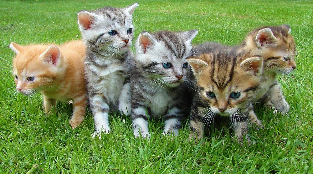 TOP 5 Genetických ochorení u mačiek