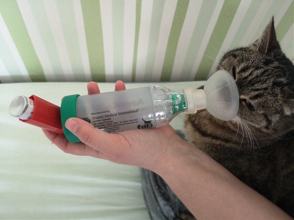 Prípad z kliniky: Astma u mačičky Oxany