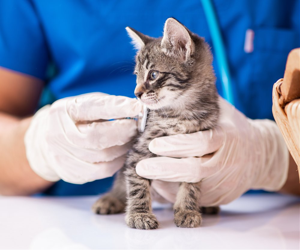 Veterinárne služby