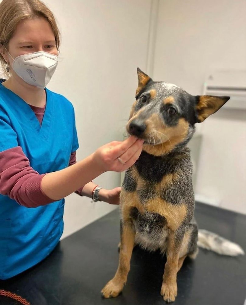Prípad z kliniky: Babesia u psov