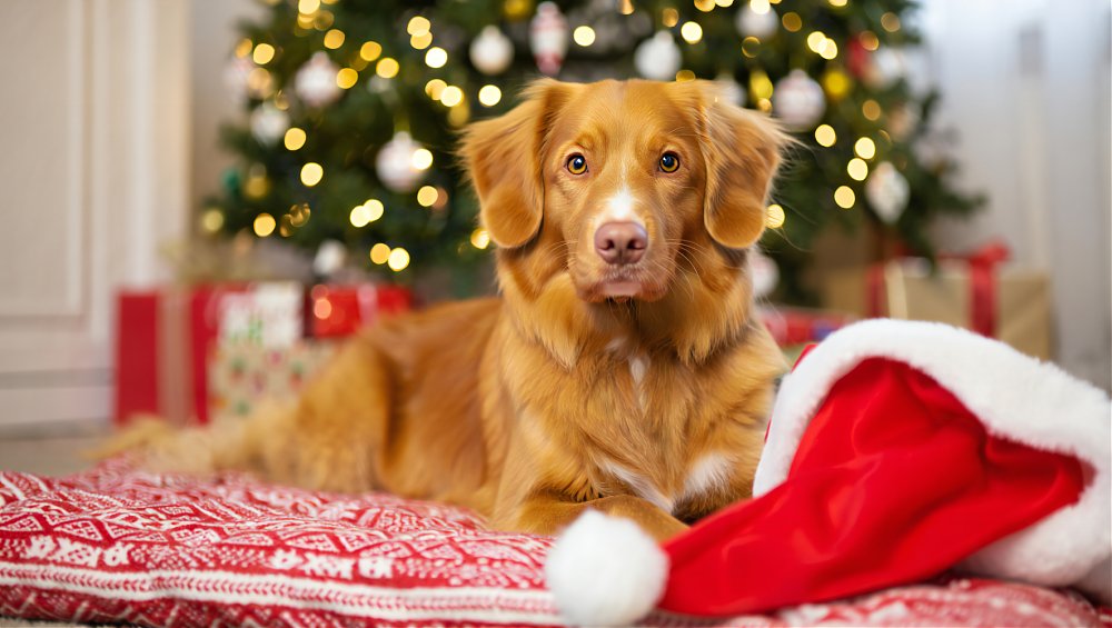 Vianočná ponuka: Program preventívnej starostlivosti