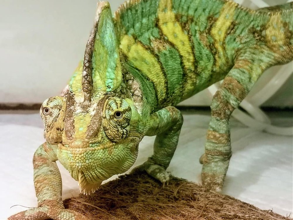 Chameleón Edo a jeho ťažkosti