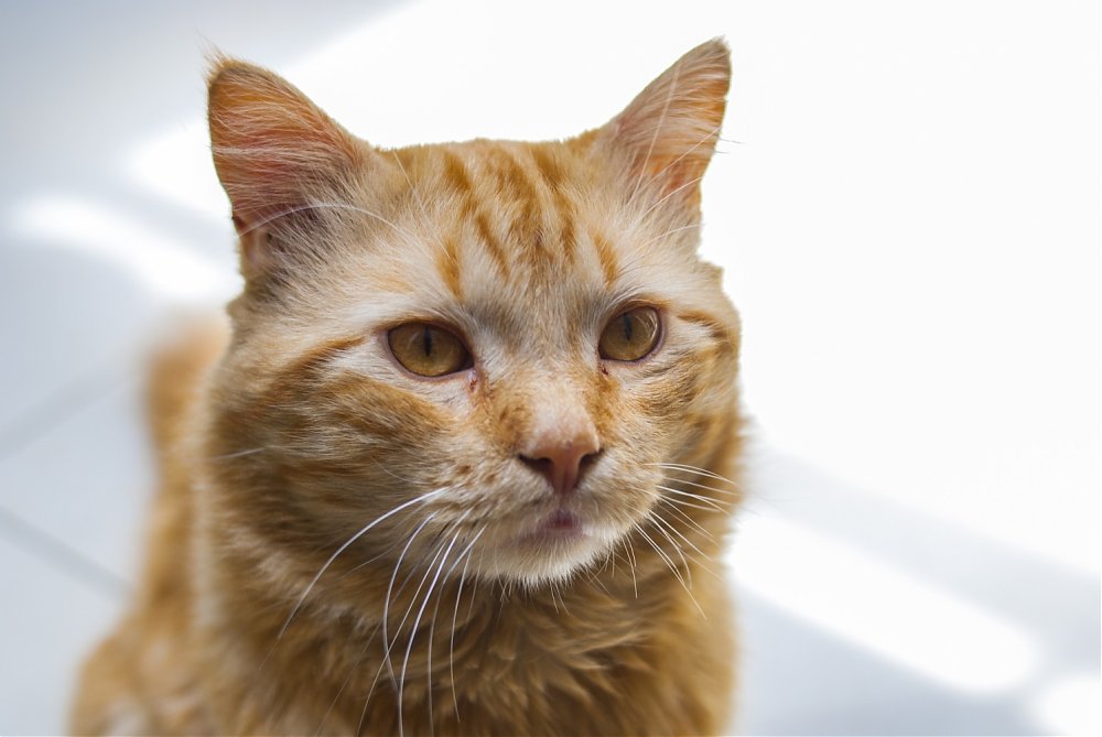 Cat acne