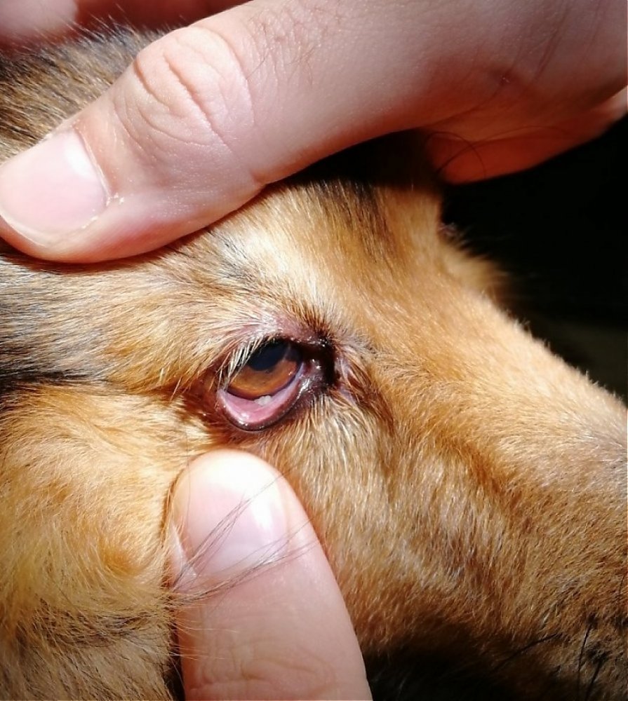 Thelazi&oacute;za psov a mačiek