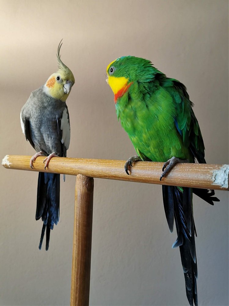 Nástrahy číhajúce doma na papagája