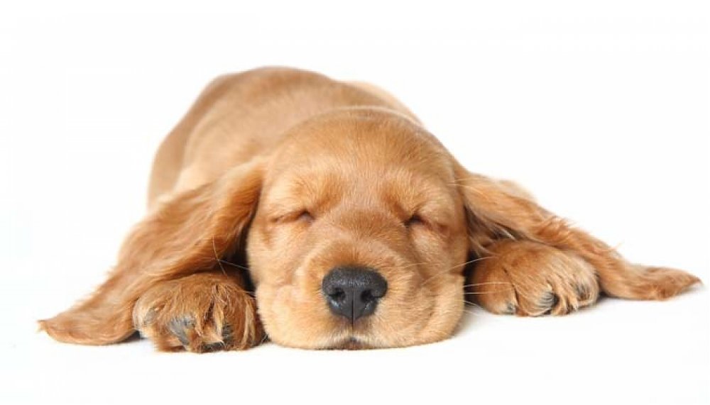 Poloha v akej spí Váš pes môže niečo znamenať