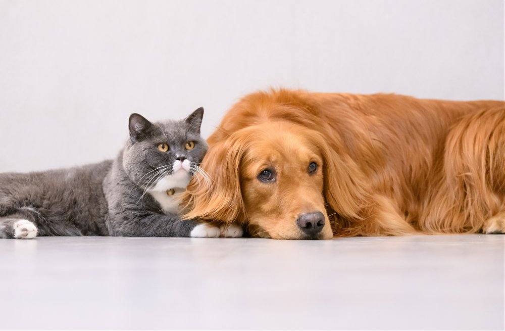 Akciový balíček pre majiteľov psov a mačiek – seniorov