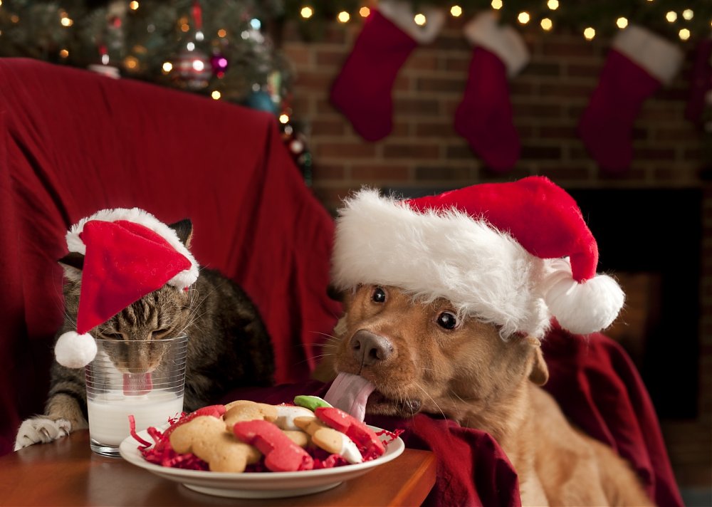 Vianočné sviatky: Zakázané ovocie a domáci miláčikovia