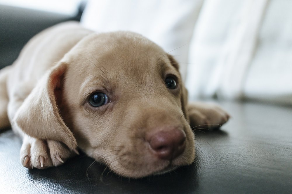 Povinné čipovanie psov od 1.11.2019 – čo znamená pre majiteľov?